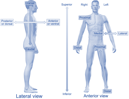 FirstHope Basic anatomical terminology