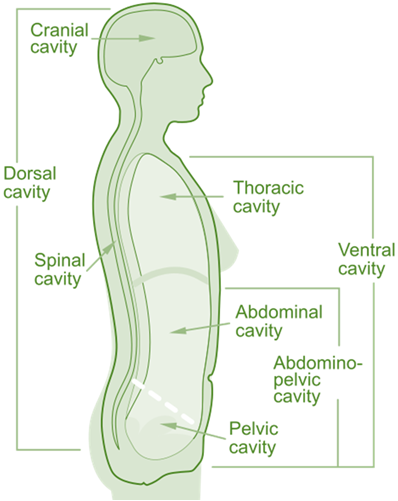 Body Cavity