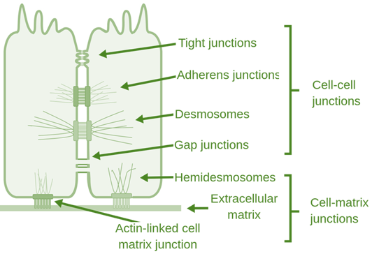 Cell Functions