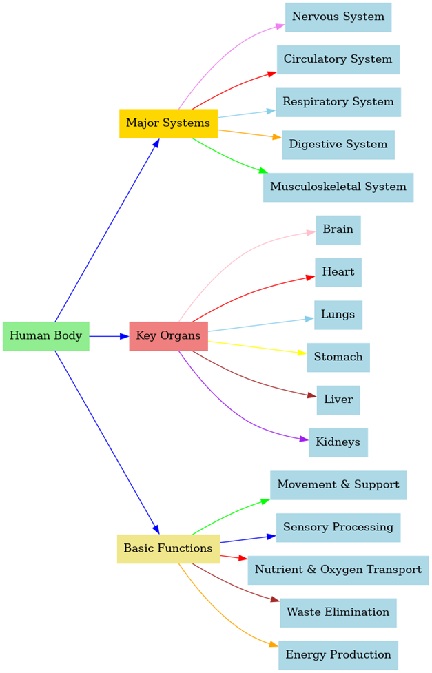 FirstHope Classification of Human Anatomy and Physiology
