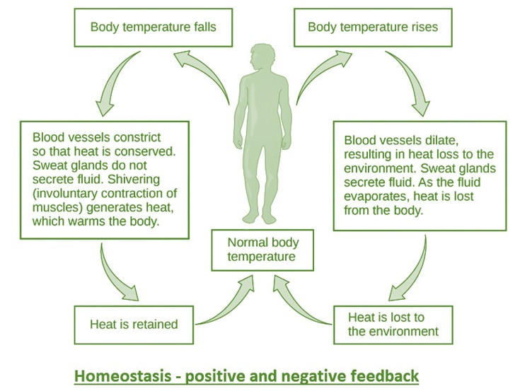 Homeostasis positive and negative feedback