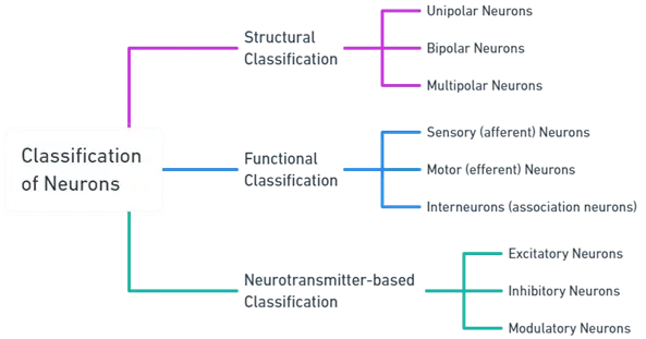 Classification Of Neuron