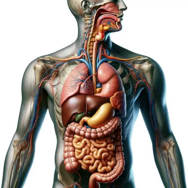 Digestive system