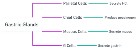 Gastric glands