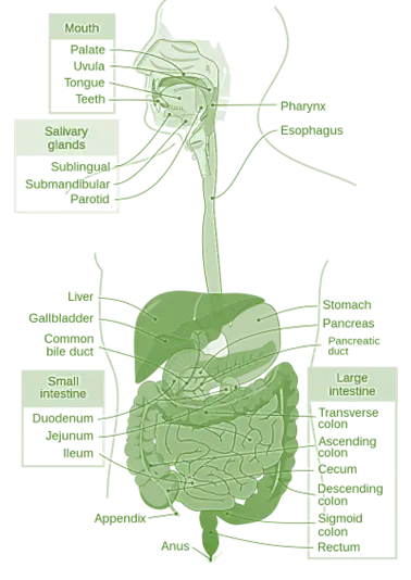 Anatomy of GI Tract