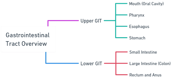 Gastrointestinal Tract Overview