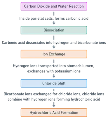 Here's the flowchart illustrating the process of acid production in the stomach
