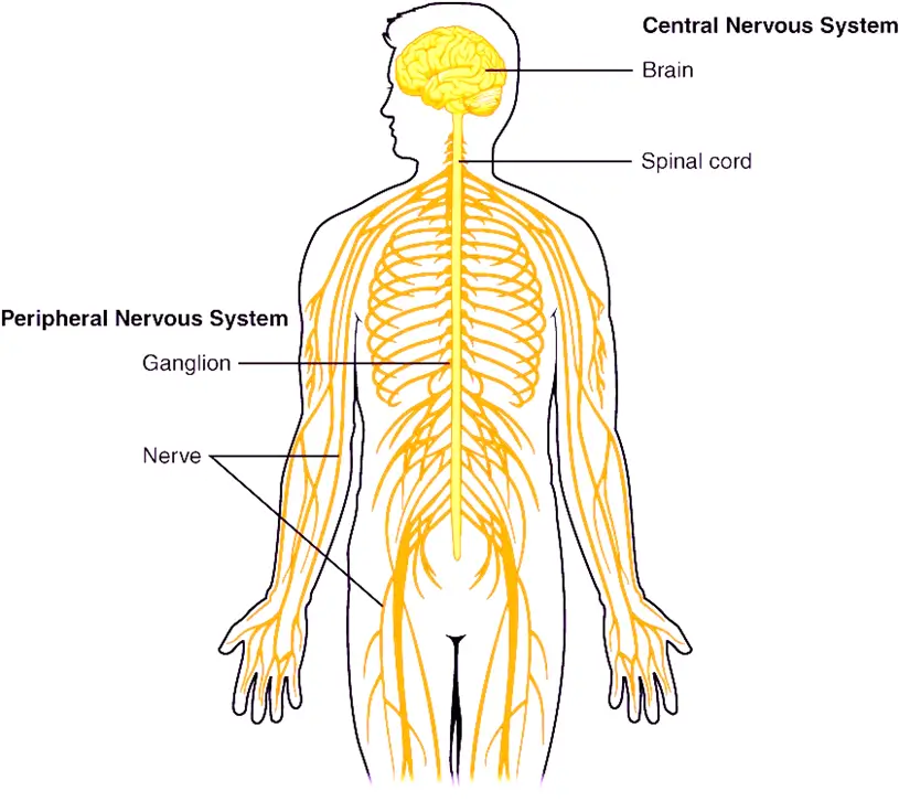  Central Nervous System