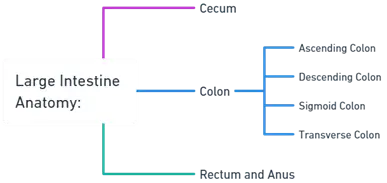 Large Intestine Anatomy