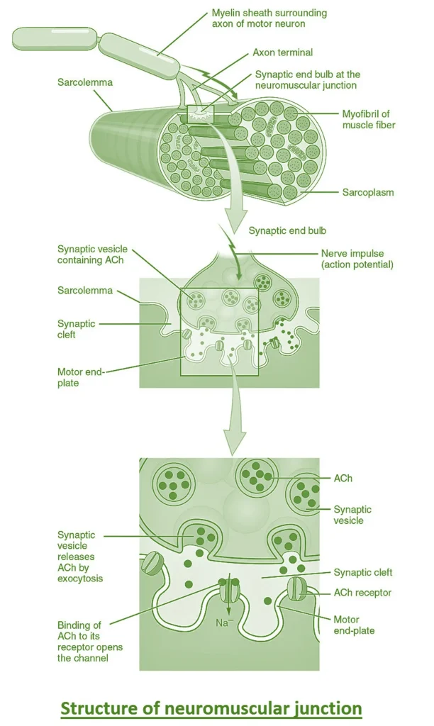Neuromuscular junction