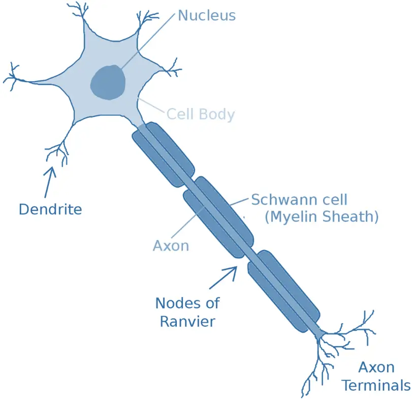 Structure of Neuron Structure of Neuron