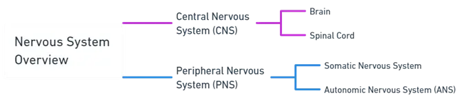 Nervous System Overview Nervous System Overview