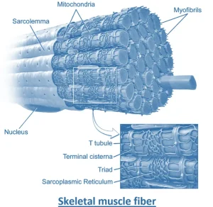 Organization of Skeletal Muscle Organization of Skeletal Muscle
