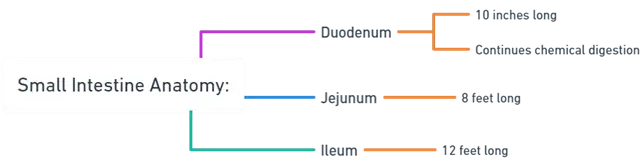 Small Intestine Anatomy