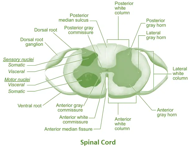 Spinal Cord