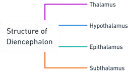 Structure And Functions of Diencephalon