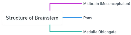 Structure of Brainstem