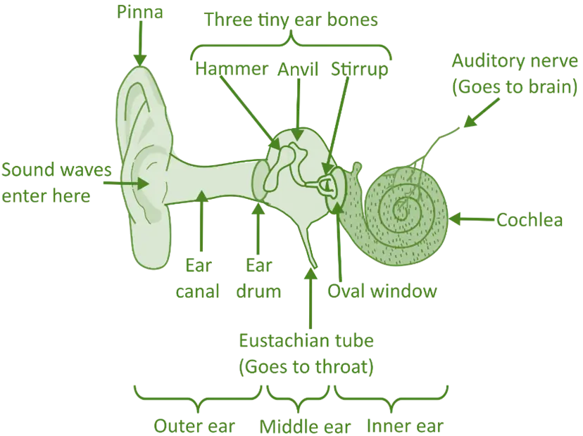Structure of the Ear