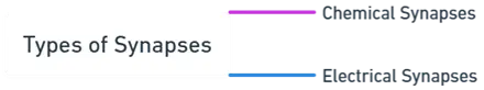 Types of Synapse Types of Synapse
