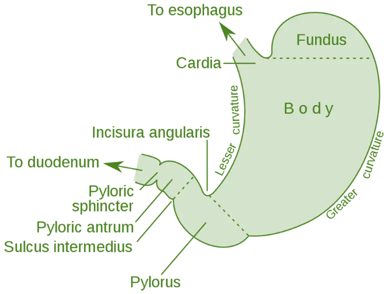 Anatomy of Stomach