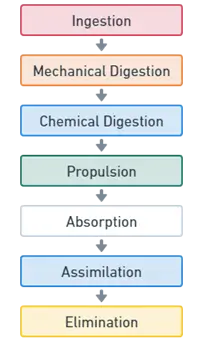 he process can be divided into several stages