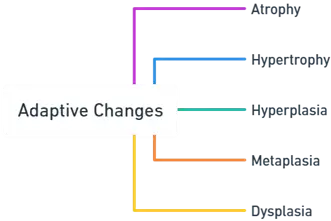 Adaptive Changes Adaptive Changes