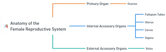 Anatomy of female reproductive system