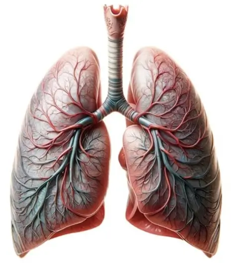 Anatomy of lungs