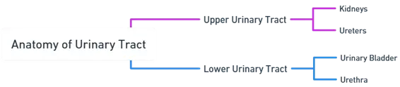 Anatomy of urinary tract