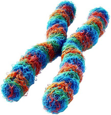 Chromosome