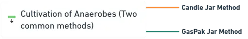 Cultivation of Anaerobes