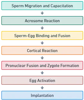 Fertilization mind map