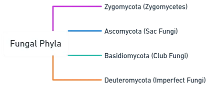 Fungi 
