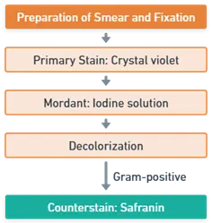 Procedure of Gram Staining