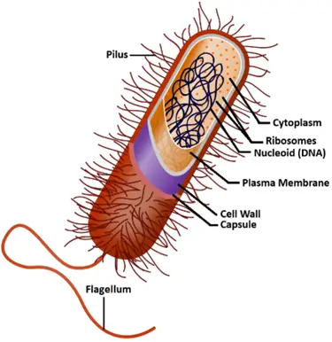 Cell Structure of Prokaryotes Cell Structure of Prokaryotes
