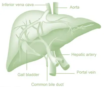Liver Anatomy