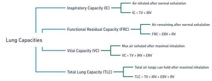 Lung Capacities