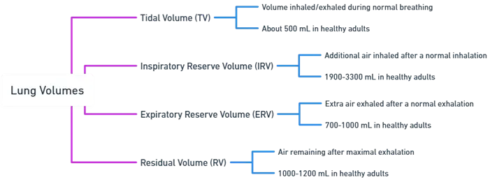 Lung Volumes