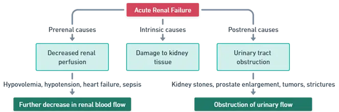 Mechanism of Acute Renal Failure (Acute Kidney Injury) Mechanism of Acute Renal Failure (Acute Kidney Injury)