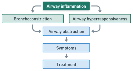 Mechanism of Asthma Mechanism of Asthma