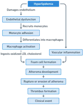 Mechanism of Atherosclerosis Mechanism of Atherosclerosis