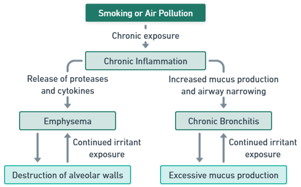 Mechanism of COPD Mechanism of COPD
