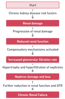 Mechanism of Chronic Renal Failure (chronic kidney disease) Mechanism of Chronic Renal Failure (chronic kidney disease)