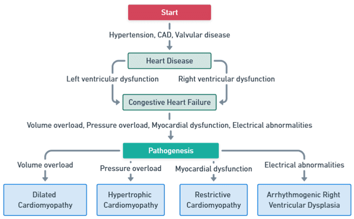 Mechanism of Congestive Heart Failure Mechanism of Congestive Heart Failure