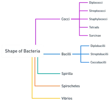 Morphological Classification of Bacteria