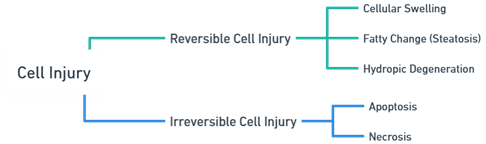 Morphology of cell injury