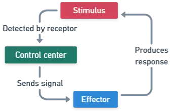 Negative Feedback Systems Negative Feedback Systems of Homeostasis