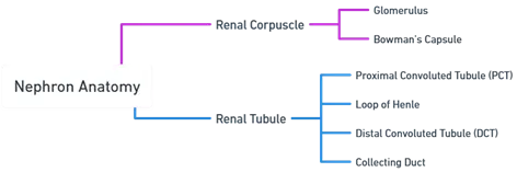 Nephron anatomy