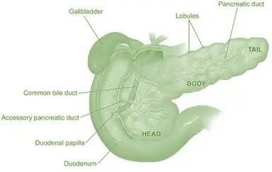 Pancreas Anatomy