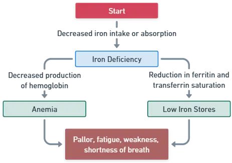 Pathophysiology of Iron Deficiency Anemia